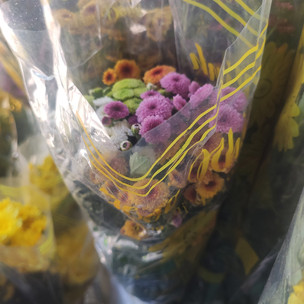 Hoa cúc Cali (màu ngẫu nhiên)